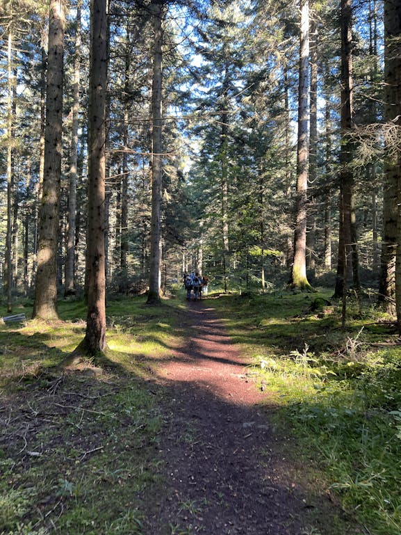 Mitten im Wald...